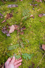 Dryopteris clintoniana