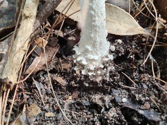 Amanita farinacea