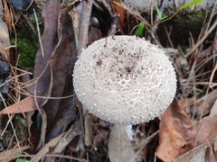 Amanita farinacea