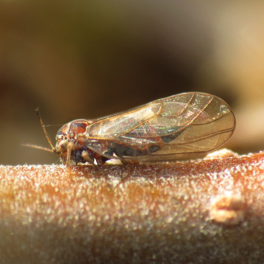 Cacopsylla quadrilineata