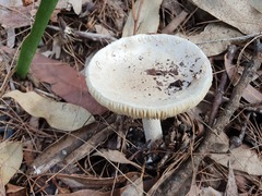Amanita farinacea