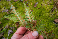 Dryopteris clintoniana