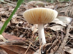 Amanita farinacea
