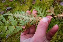 Dryopteris clintoniana