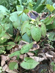 Epimedium × versicolor
