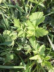 Geum vernum