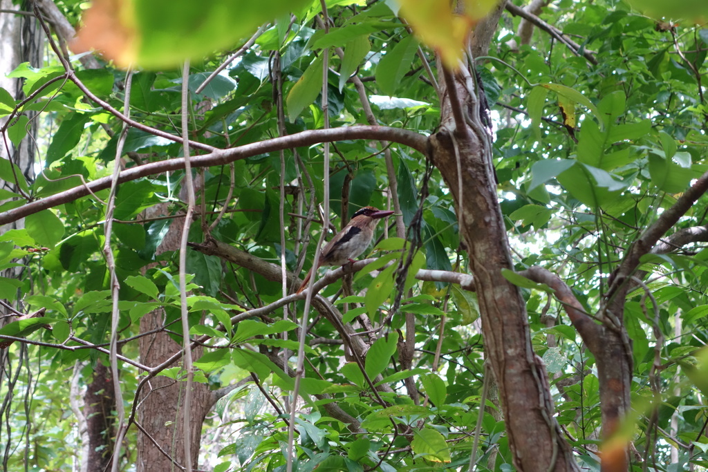 Lilac Kingfishers