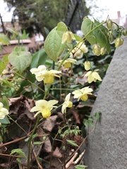 Epimedium × versicolor
