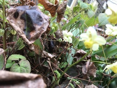 Epimedium × versicolor