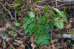 Dryopteris clintoniana