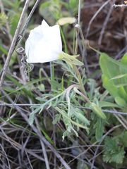 Oenothera albicaulis