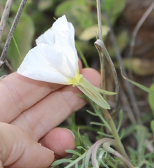 Oenothera albicaulis