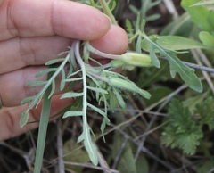 Oenothera albicaulis