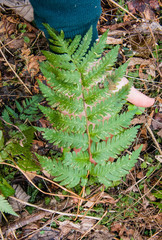 Dryopteris clintoniana