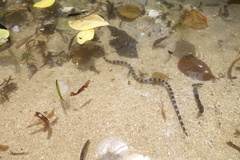 Myrichthys colubrinus