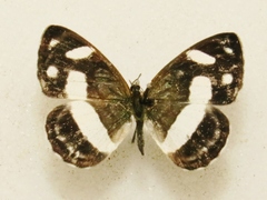 Dynamine artemisia