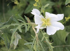 Oenothera albicaulis