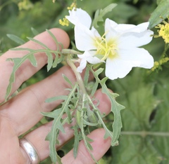 Oenothera albicaulis