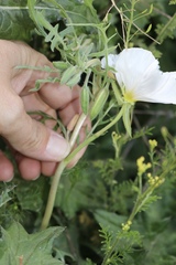 Oenothera albicaulis