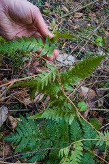Dryopteris clintoniana