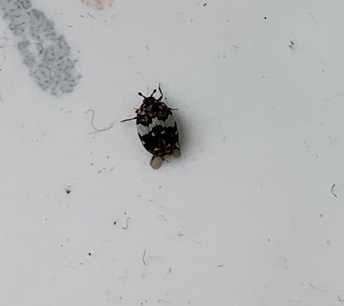Bird Nest Carpet Beetle, Mahlerpad, Veenendaal, Utrecht, NL, photo 8 of 10
