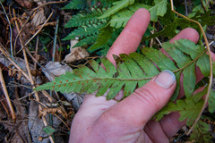 Dryopteris clintoniana