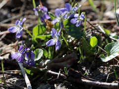 Viola suavis