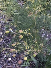 Prangos trifida