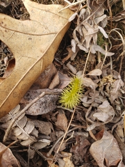 Lycopodiales