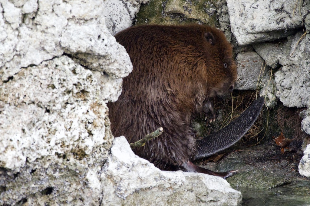 Eurasian Beaver