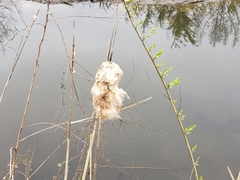 Typha