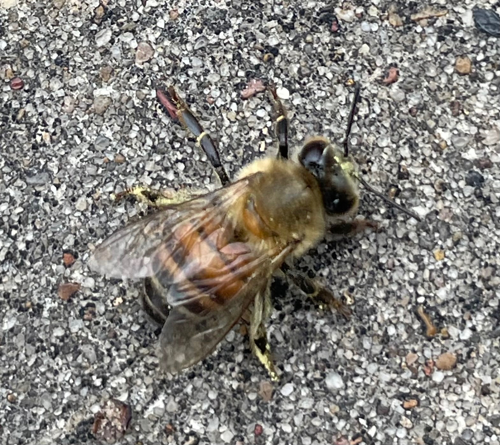 Western Honey Bee from Elm Creek Ct, Bryan, TX, US on May 9, 2026 at 09 ...