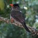 Seychelles Bulbul - Photo (c) seasav, some rights reserved (CC BY-NC-ND), uploaded by seasav