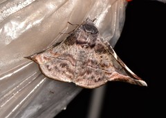 Oenochroma turneri
