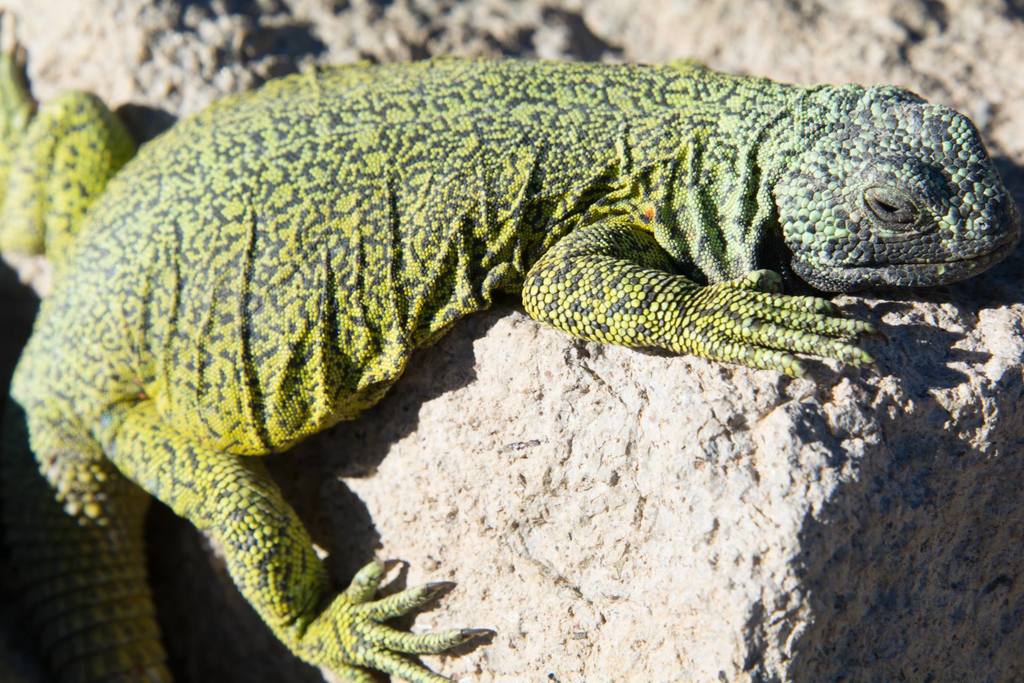 Maule Chuckwalla