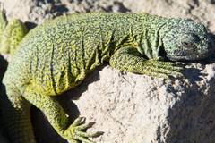 Maule Chuckwalla photo 1