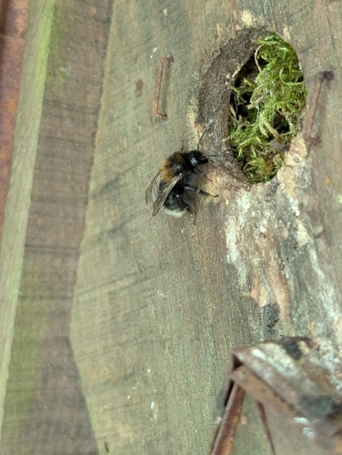 Tree Bumble Bee