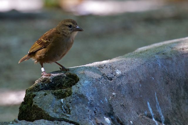 Seychelles Fody (Foudia sechellarum) photo