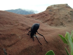 Eleodes spinipes ventricosus