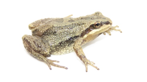 Boreal Chorus Frog