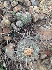 Thelocactus rinconensis