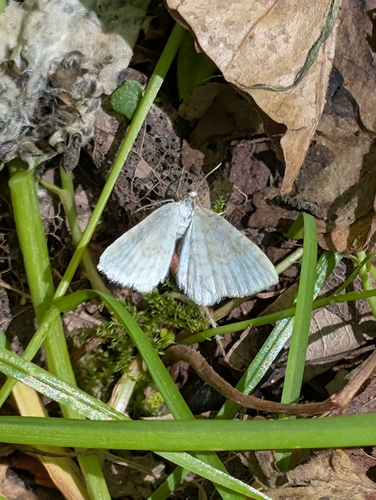 Small White Wave