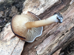 Trichocybe