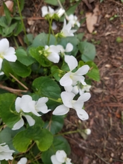 Viola alba