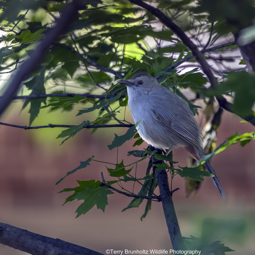 Gray Catbird photographed in Oklahoma
