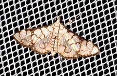 Aphytoceros lucusalis