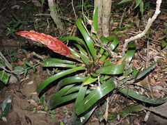 Vriesea incurvata, photograph (c) Fabrício Mil Homens Riella, some rights reserved (CC BY)