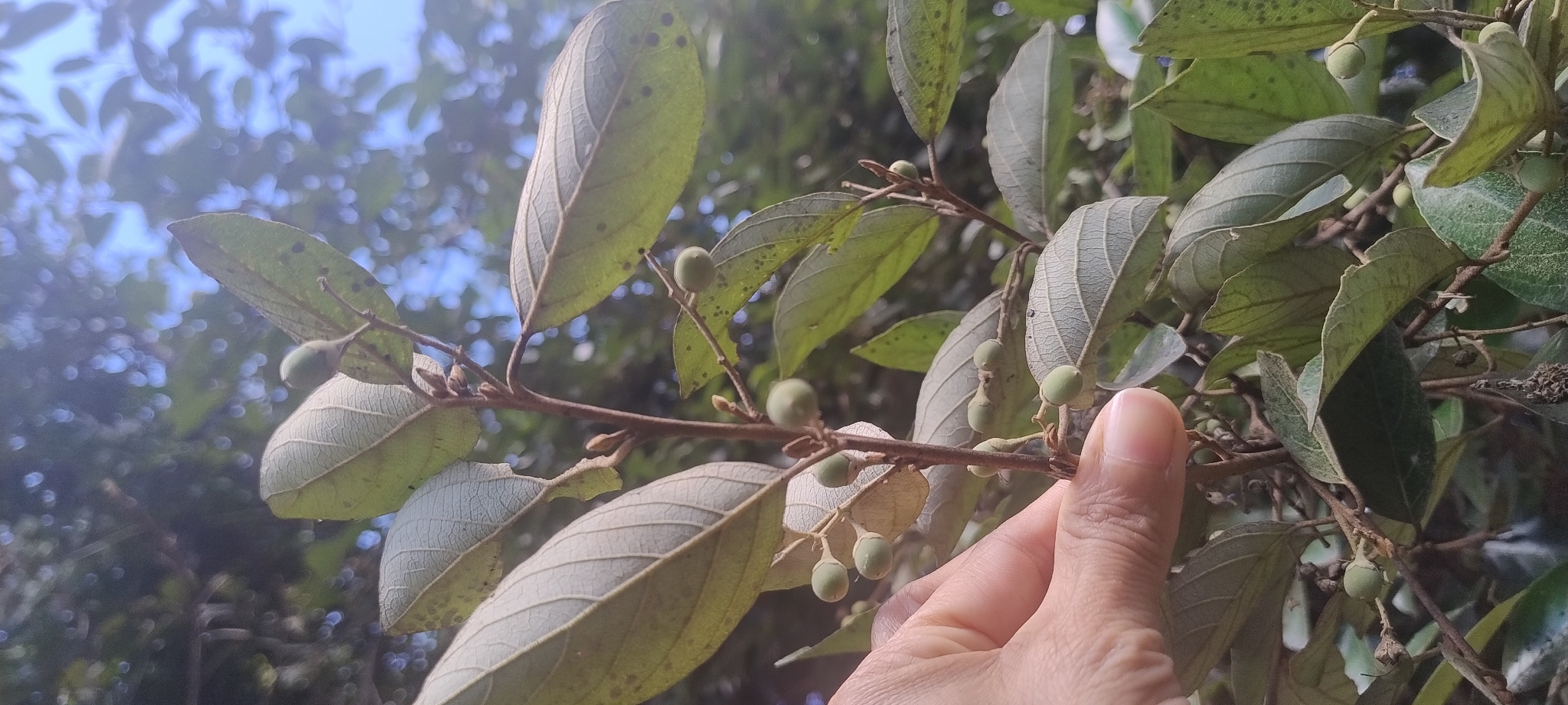 Styrax ferrugineus