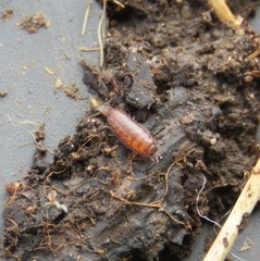 Trichoniscus pusillus