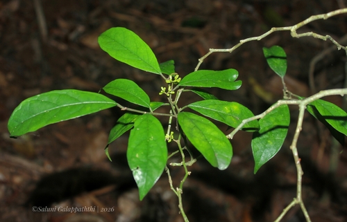 Gomphandra tetrandra observed 2026-04-26